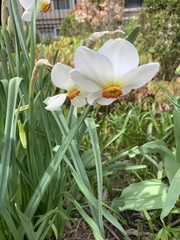 Narcissus poeticus recurvus