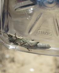 Dracotettix monstrosus