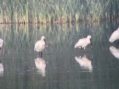 Platalea leucorodia