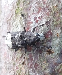 Tropideres albirostris