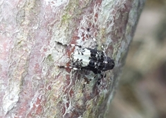 Tropideres albirostris