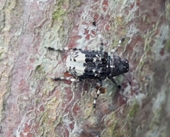 Tropideres albirostris