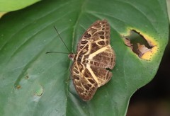 Catuna oberthueri