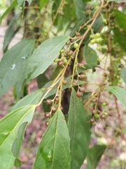 Alchornea costaricensis