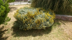 Santolina chamaecyparissus