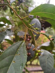Alchornea costaricensis
