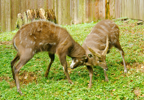 Sitatunga
