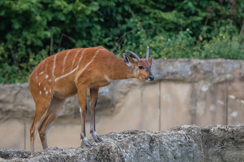 Sitatunga
