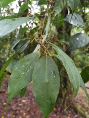 Alchornea costaricensis