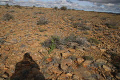 Asparagus exuvialis