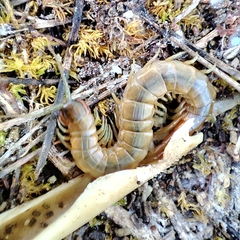 Scolopendra oraniensis