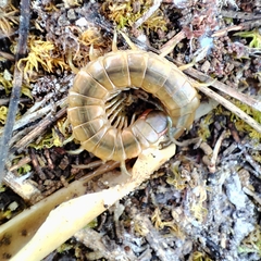 Scolopendra oraniensis