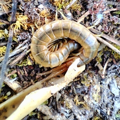 Scolopendra oraniensis