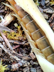 Scolopendra oraniensis