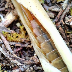 Scolopendra oraniensis