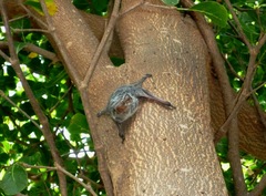 Taphozous mauritianus