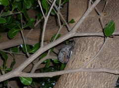 Taphozous mauritianus