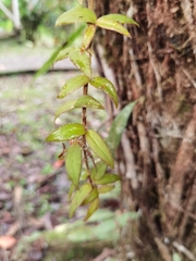 Columnea flaccida