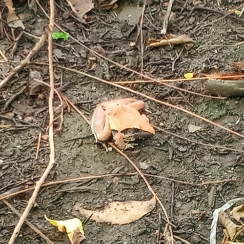Peracca's River Frog, Ptychadena tellinii