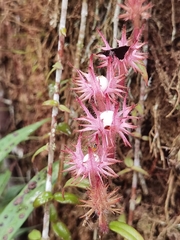 Columnea flaccida
