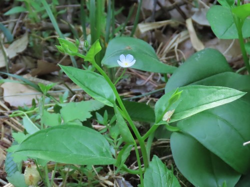 Trigonotis radicans iNat (3)