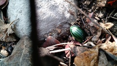 Pasimachus subangulatus