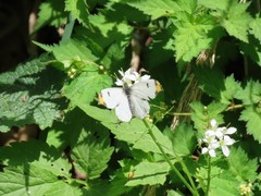 Anthocharis scolymus