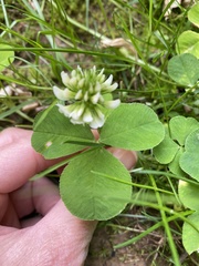 Trifolium stoloniferum
