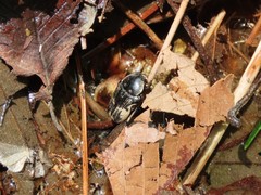 Glycyphana fulvistemma