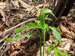 Arisaema amurense