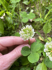 Trifolium stoloniferum