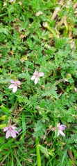 Erodium cicutarium