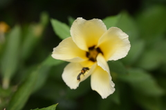 Frieseomelitta paupera