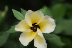 Frieseomelitta paupera