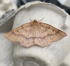 Metarranthis amyrisaria