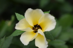 Frieseomelitta paupera