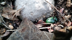 Pasimachus subangulatus