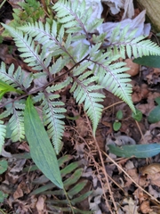 Athyrium niponicum