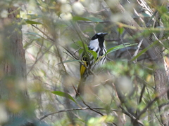 Phylidonyris niger niger