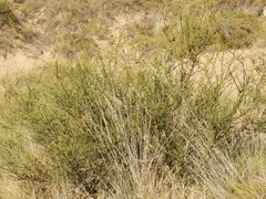 Prosopidastrum angusticarpum