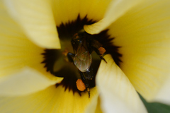 Frieseomelitta paupera