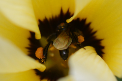 Frieseomelitta paupera