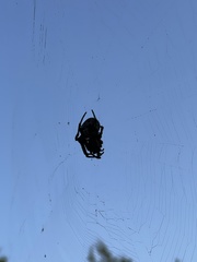 Araneus bicentenarius