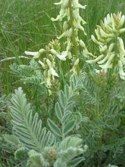 Astragalus drummondii
