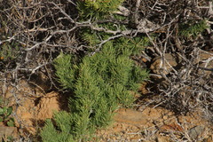 Asparagus exuvialis