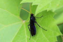 Gnamptopelta obsidianator