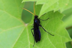 Gnamptopelta obsidianator