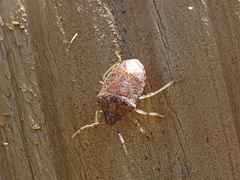Dryadocoris apicalis