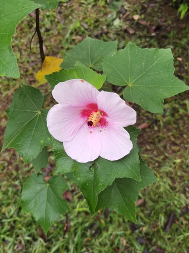 Image of Hibiscus mutabilis by (c) Eduardo Chacón Madrigal, some rights reserved (CC BY)