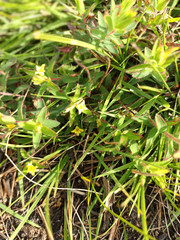 Gnidia humilis